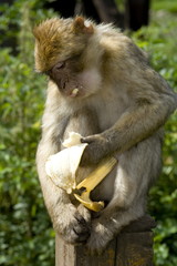 Berberaffe mit Banane