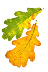 oak leaves