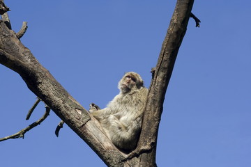 Berberaffe