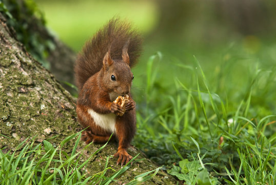 Ecureuil roux