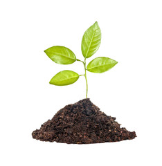 Tree shoot in earth