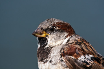 House Sparrow