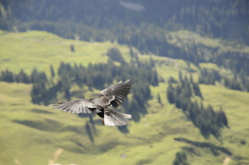 Alpendohle