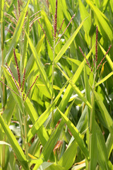 Maisblüten - Textur