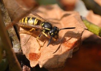 Wespe