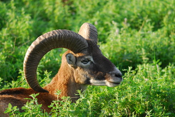 Mufflonbock