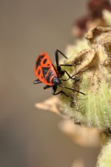 Feuerwanze auf Stockrose