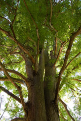 Fototapeta premium Sumpfzypresse