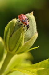 Feuerwanze auf Hibiskus