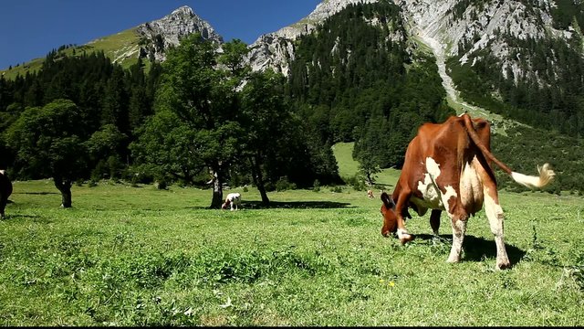 Kuh auf der Alm