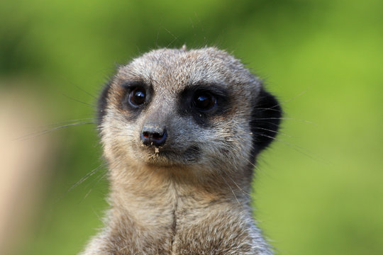 Erdm&auml;nnchen