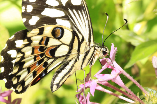 Paplilio Demoleus