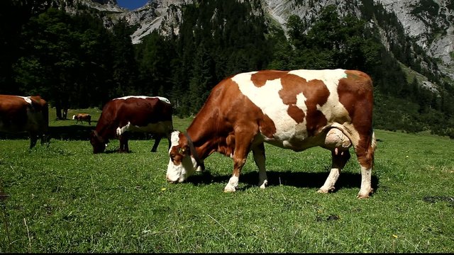 K&uuml;he in den Alpen