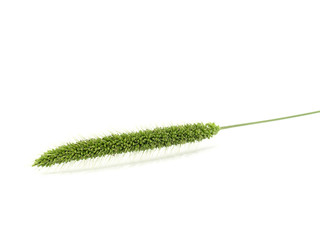 Grass On White Background