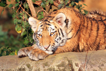 Tigerjunges