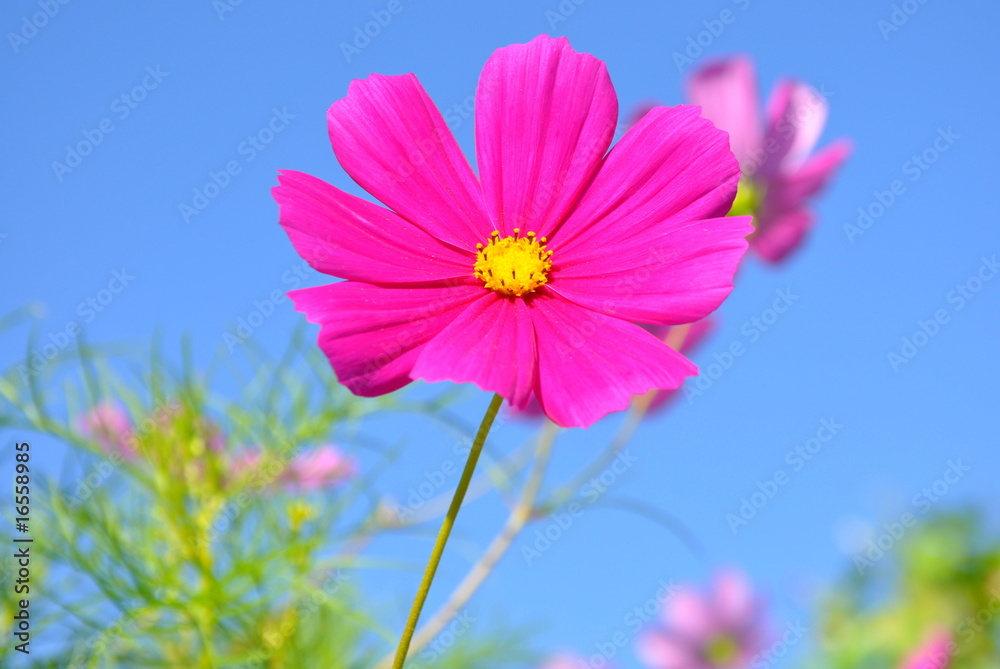 1000_F_16558985_BFTRFrVTXxcRyowfshVYQGy4kpNA7Hf9.jpg