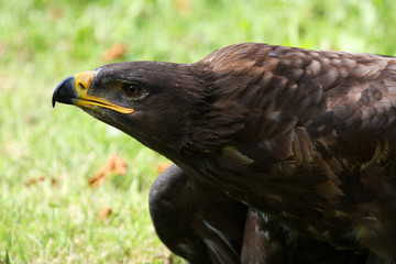 Steinadler