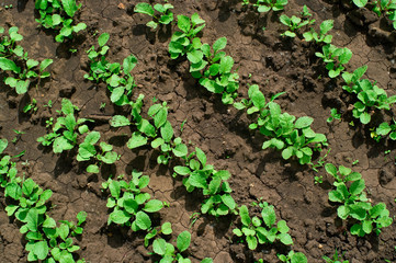 Some rows of saplings of a radish
