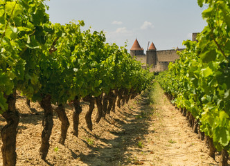 Fototapeta na wymiar Średniowieczne miasto Carcassonne i winnic