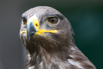 Fototapeta premium Steinadler