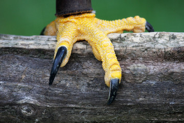 Steinadler - Kralle © Marcel Schauer