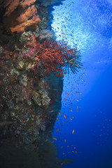 Plakat Coral Reef rosnące na Liberty Wreck