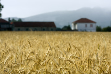 vista del cultivo
