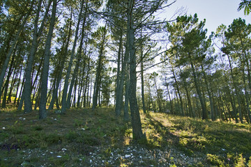 Obraz premium bosque de pinos
