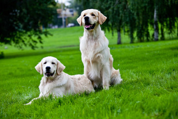 Two golden retriever on green grass