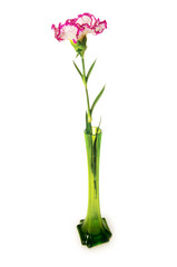 Red carnation isolated on the white background