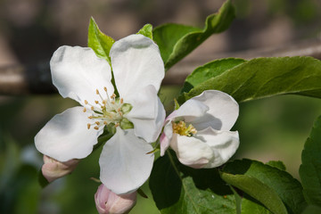 apple bloom