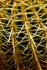 Cactus. Baja California, Mexico