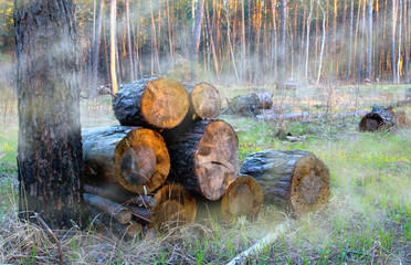 Firewood store in forest with smoke