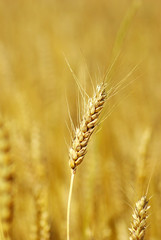 Fototapeta premium wheat