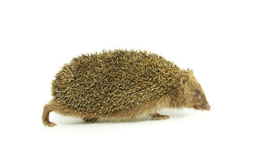 hedgehog