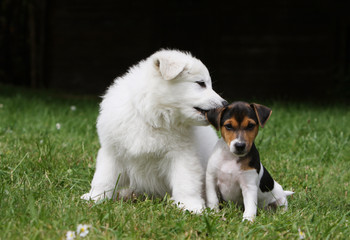berger blanc et parsan jack russell terrier amis