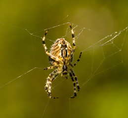 spider