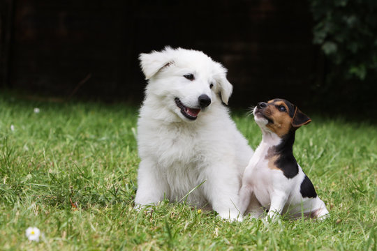 petit chien se faisant plus gros qu'un grand chien