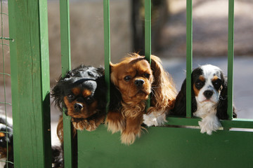 trois cavaliers king charles au portail montant la garde