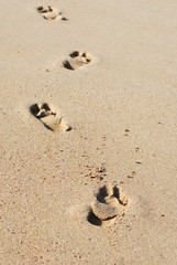 Fototapeta na wymiar Traces on damp sand
