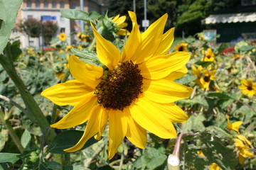 Grande fiore di girasole con luminosi petali gialli e prato verde di altri girasoli 