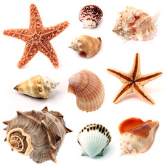 seashells and starfish set - obrazy, fototapety, plakaty