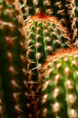 Cactus. Baja California, Mexico