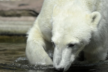 Eisbär