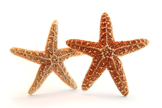 Pisaster ochraceous seastar couple