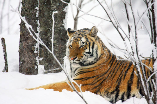 sibirischer Tiger