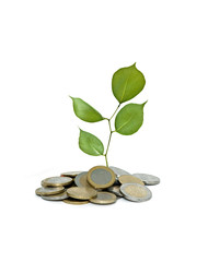 Tree growing from pile of coins