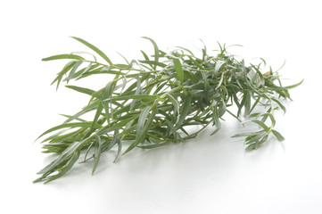 some organic tarragon and a white background