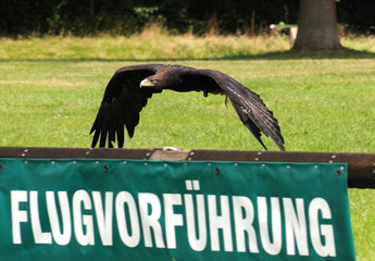 Flugschau
