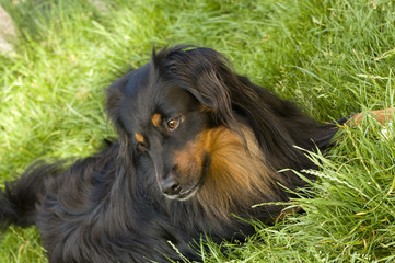 Naklejka premium dog